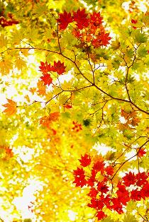 Autumn leaf_2